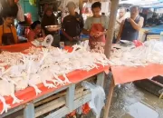 Disdagin Kabupaten Bogor Sebut Melambungnya Harga Daging Ayam Gegara Pakan Mahal