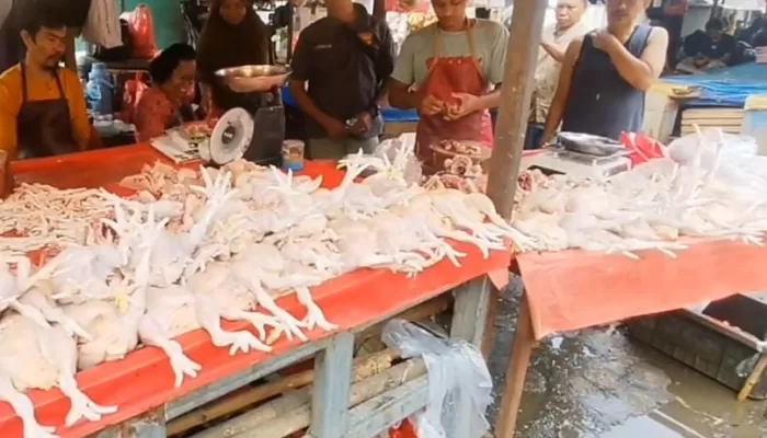 Disdagin Kabupaten Bogor Sebut Melambungnya Harga Daging Ayam Gegara Pakan Mahal