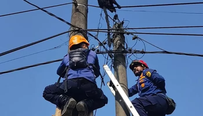 Lutung Jawa Nyangkut di Kabel Listrik Parungpanjang, Damkar Evakuasi Hingga 1 Jam