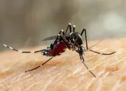 Warga Kota Bogor Dihantui DBD