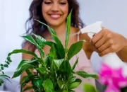 Simpel! Begini Cara Merawat Tanaman Hias Aglonema