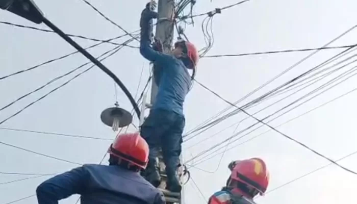 Burung Hantu Tersangkut Kabel Listrik di Parung, Damkar Kabupaten Bogor Lakukan Evakuasi Dramatis