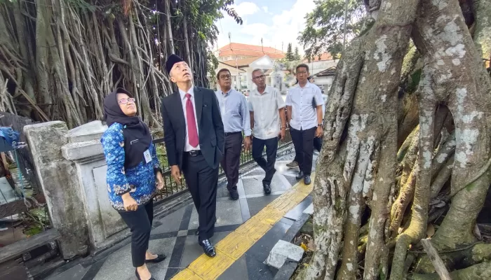 Cek Kondisi Pohon Karet Kebo Berusia 70 Tahun, Dedie Rachim: Sudah Memprihatinkan