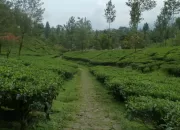 Rekomendai 5 Tempat Wisata Murah di Bogor