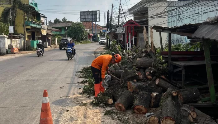 Gegara Tertabrak Truk Kontainer, Pohon Tumbang Timpa Warung di Gunung Putri