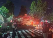 Pohon Beringin Tumbang Tutup Jalan Kapten Muslihat Kota Bogor Akibat Hujan Deras dan Angin Kencang