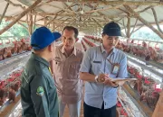 BumDes Tegal Kemang Dukung Ketahanan Pangan Lewat Ternak Ayam Petelur
