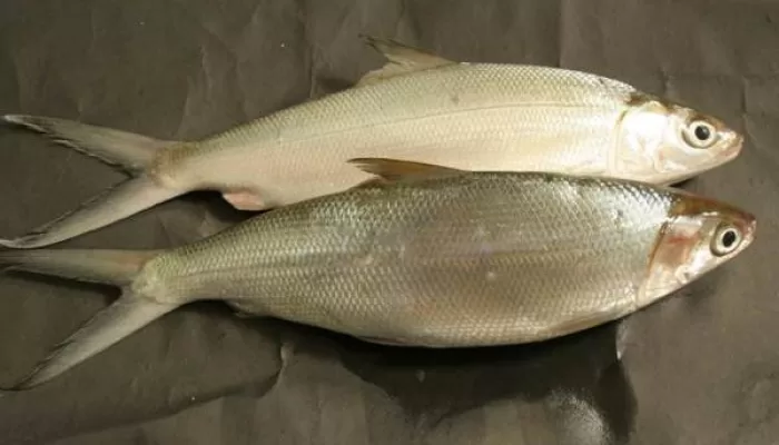 Tulang Ikan Bandeng Mudah Ditarik, Kok Bisa? Ini Alasan Ilmiahnya dari Pakar IPB University