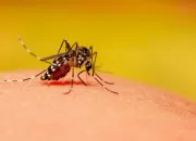 Dinkes Bogor Siapkan Rapid Test Cari Kasus Chikungunya