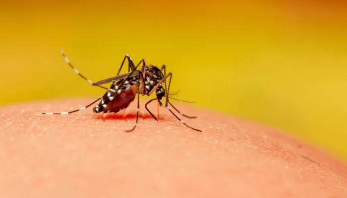 Dinkes Bogor Siapkan Rapid Test Cari Kasus Chikungunya