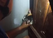 Bukan Cuma Tangani Api, Damkar Kabupaten Bogor Evakuasi Kucing yang Terjepit Lemari di Tajurhalang