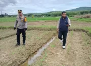 Kapolsek Kemang Pantau Pertumbuhan Jagung Program 1 Desa 1 Hektare di Desa Pabuaran