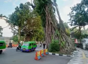Sudah Rapuh dan Tua, Pohon Karet Kebo di Depan Balai Kota Bogor Akan Ditebang