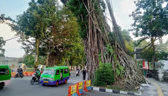 Sudah Rapuh dan Tua, Pohon Karet Kebo di Depan Balai Kota Bogor Akan Ditebang