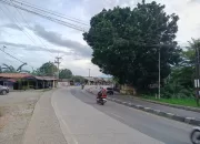 Warga Minta Pohon Besar di Jalan Parung-Kemang Dipangkas Demi Keselamatan