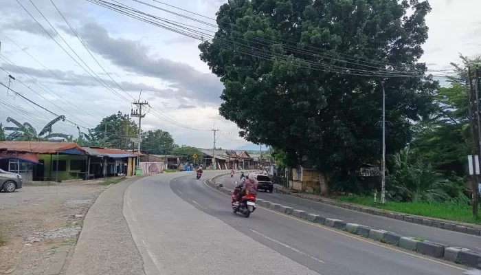 Warga Minta Pohon Besar di Jalan Parung-Kemang Dipangkas Demi Keselamatan