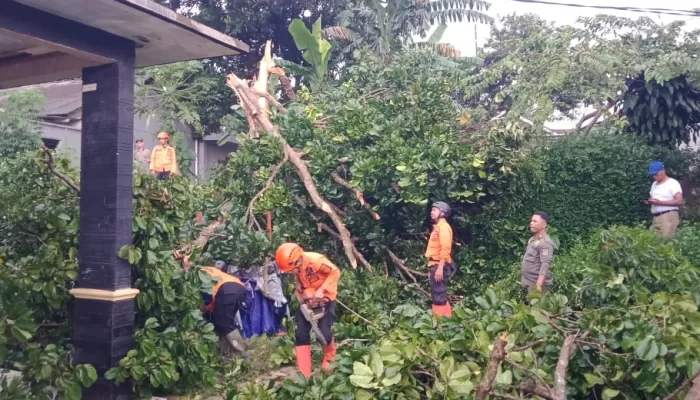 Pohon Duku Roboh Timpa Rumah di Desa Jampang, Warga dan BPBD Lakukan Evakuasi