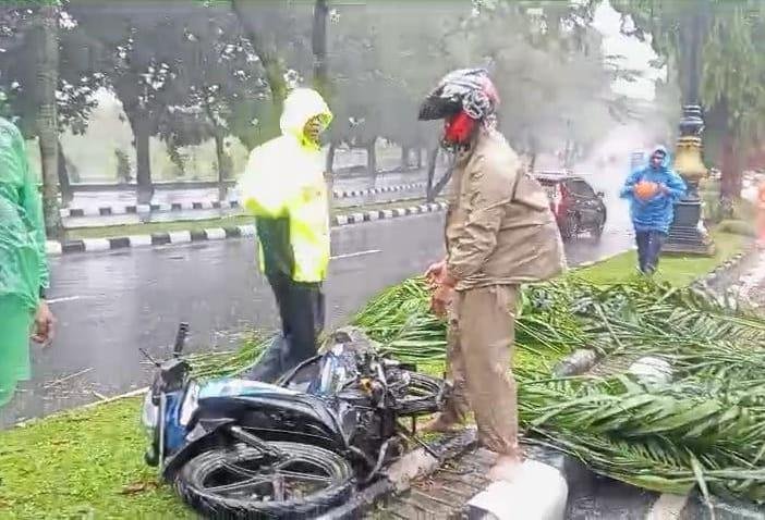 Pengendara Motor Tewas Tertimpa Pohon Palem yang Tumbang di Cibinong