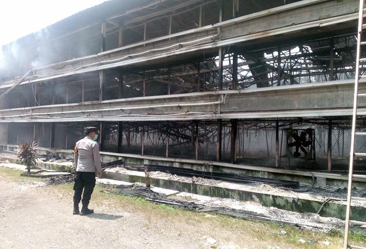 Kandang Ayam Tiga Lantai di Ciseeng Kebakaran, 150 Ribu Ekor Mati Terpanggang
