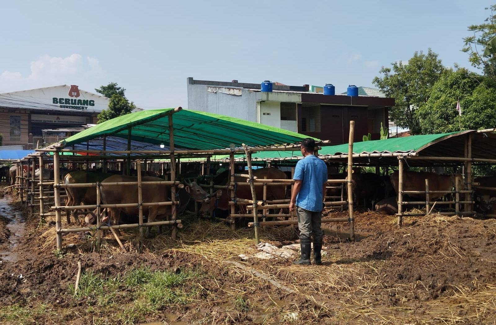 Pemkab Bogor Bentuk Tim Pemantauan Hewan Kurban Jelang Idul Adha 1447 Hijriah