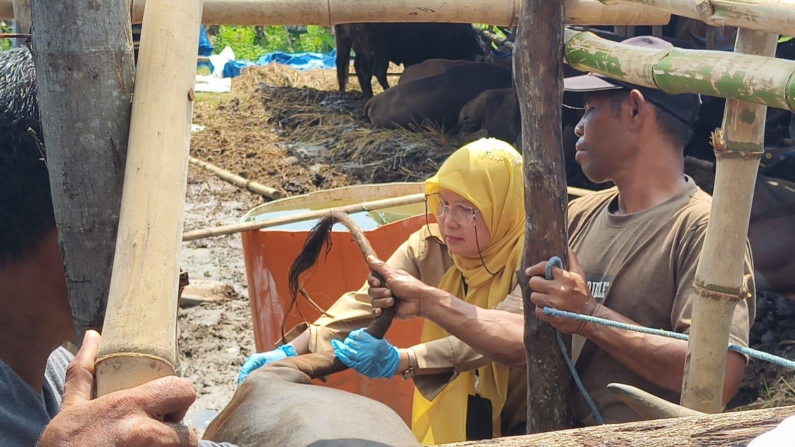 Jadi Model Penjualan Terpusat, DKPP Kota Bogor Resmi Buka Bursa Hewan Kurban 2026