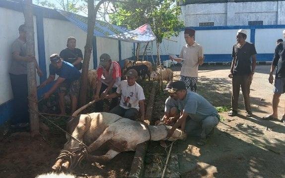Momen Idul Adha 1447 H, PWI Kabupaten Bogor Potong 1 Sapi dan 9 Kambing