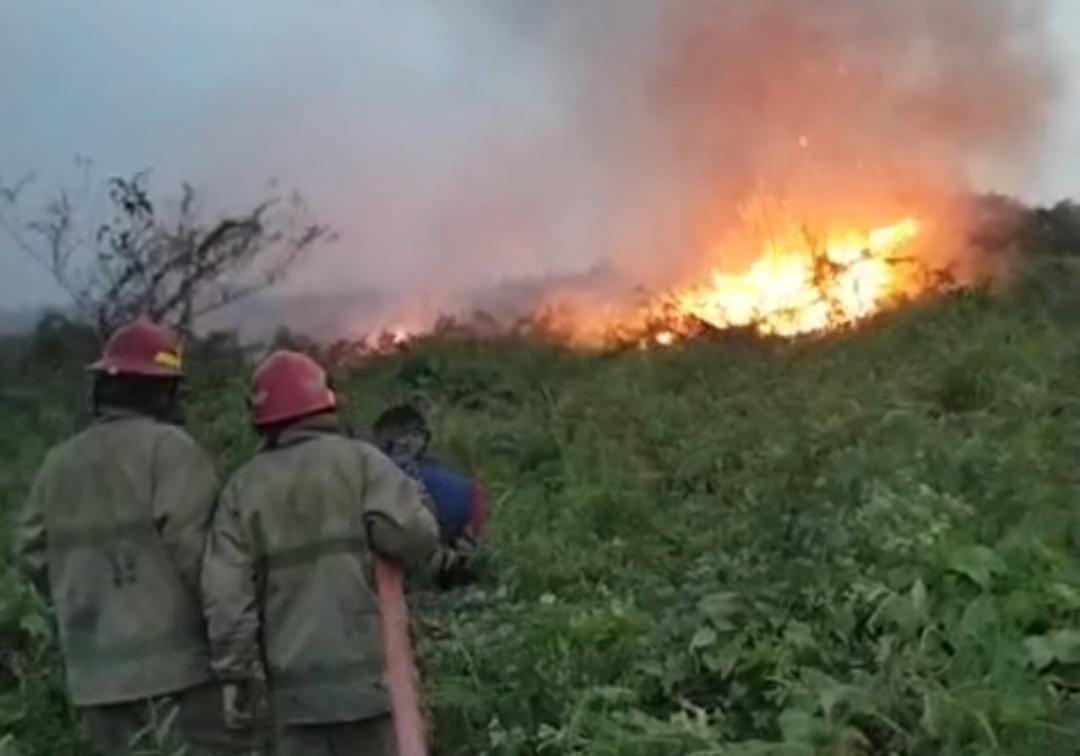 Lahan Perkebunan Seluas 9,7 Hektare di Cileungsi Kebakaran, Angin Kencang Jadi Kendala Damkar Lakukan Pemadaman