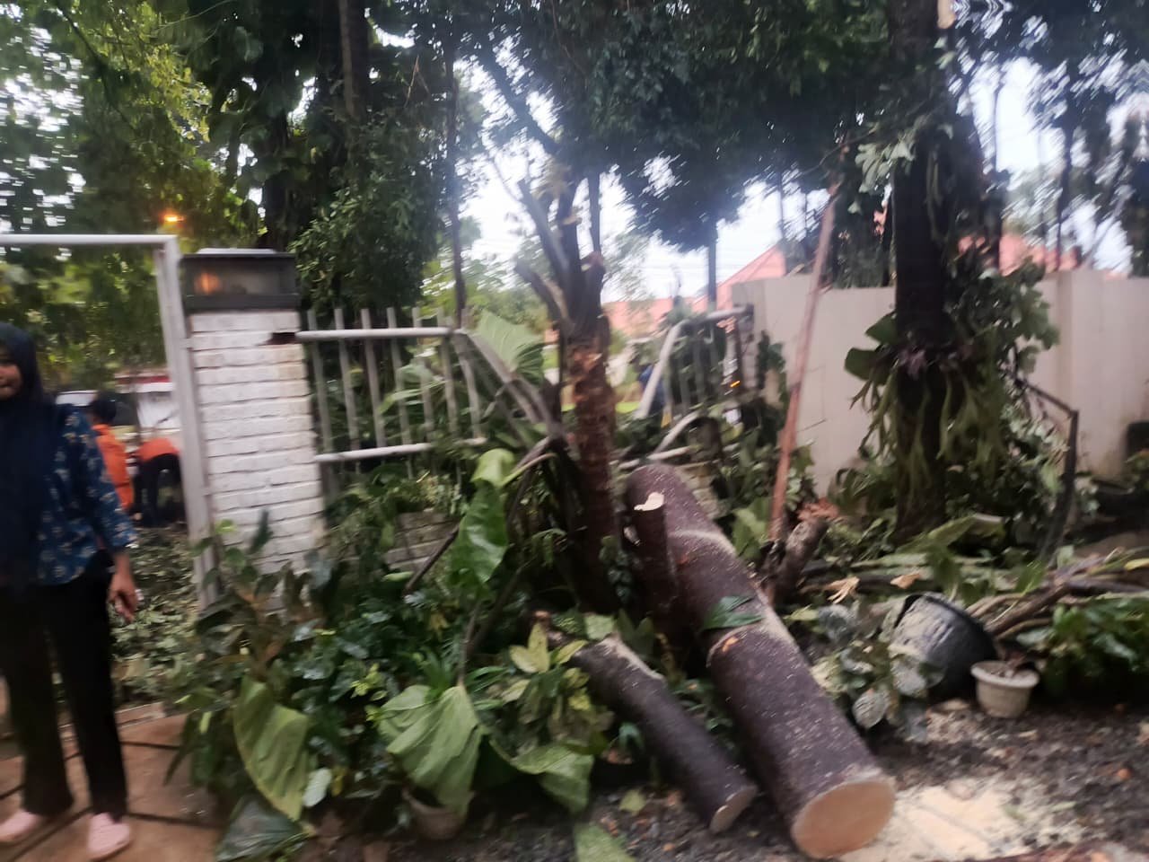 Cuaca Ekstrem, Pohon Pule 9 Meter Tumbang Timpa Tembok Rumah Warga di Kota Bogor